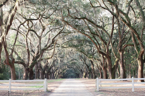 Wormsloe Historic Site Photographer